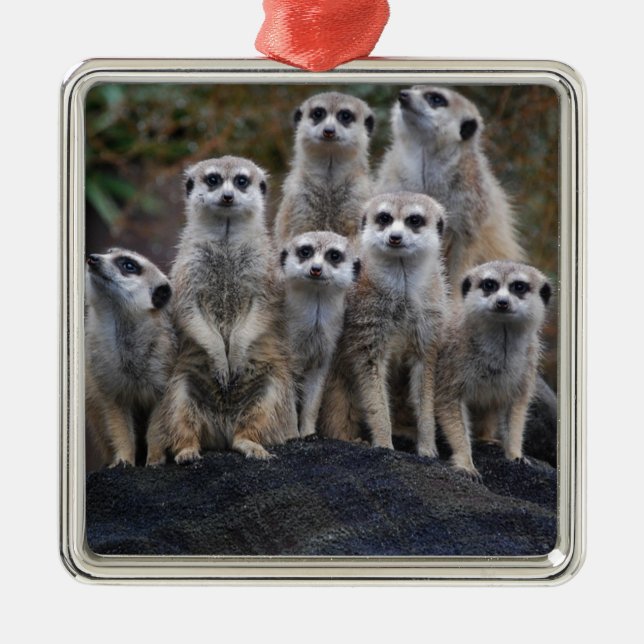 Meerkat Tiersafari Afrika niedliches Suricate Silbernes Ornament (Vorne)