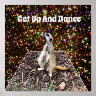 Meerkat Twinkle Stars, Poster