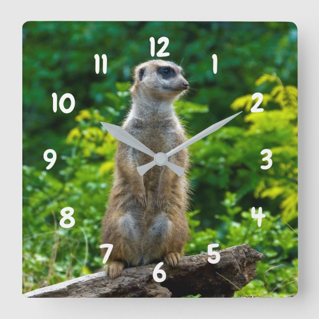 Meerkat Uhr (Vorderseite)