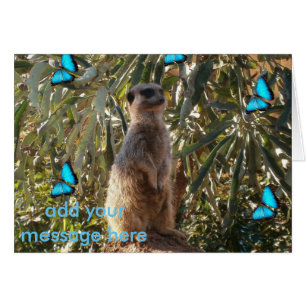 Meerkat und blaue Schmetterlinge,
