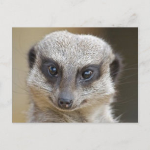 Meerkat Up Nah Postkarte