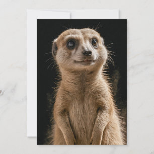 Meerkat Wild Animal Elegantes Dramatisches Nebelpo Ankündigung