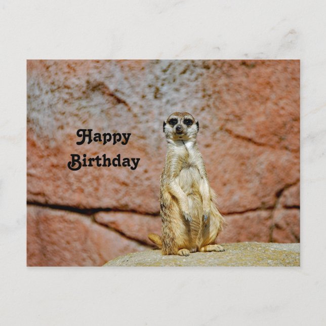 Meerkat Wildlife Foto Geburtstag Postkarte (Vorderseite)