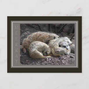 Meerkat Wildlife Postkarte