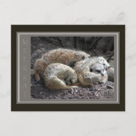 Meerkat Wildlife Postkarte