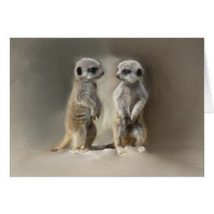 Meerkat-Zwillinge