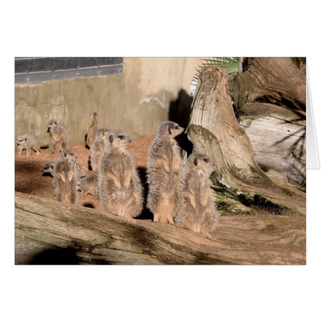 Meerkats (Vorderseite (Horizontal))