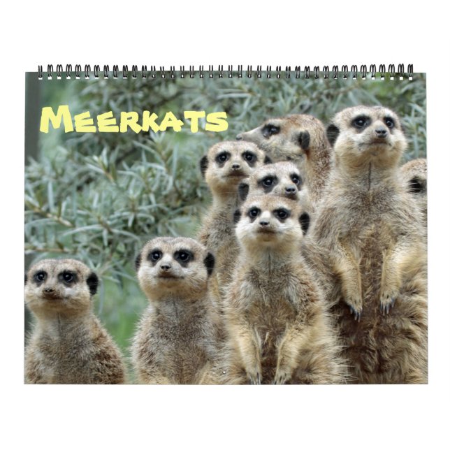 Meerkats 001 kalender (Titelbild)