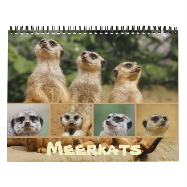 Meerkats 002 kalender (Titelbild)