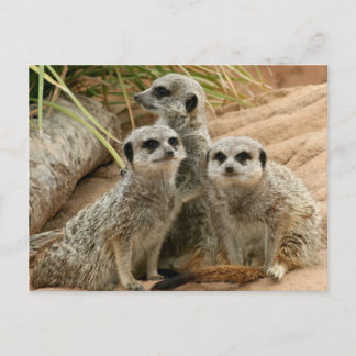 Meerkats auf dem Ausblick Postkarte