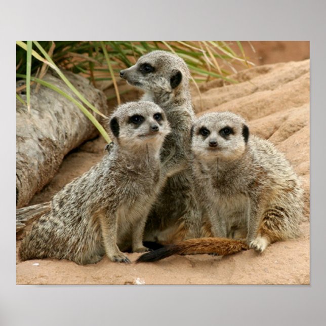 Meerkats auf der Suche Poster (Vorne)