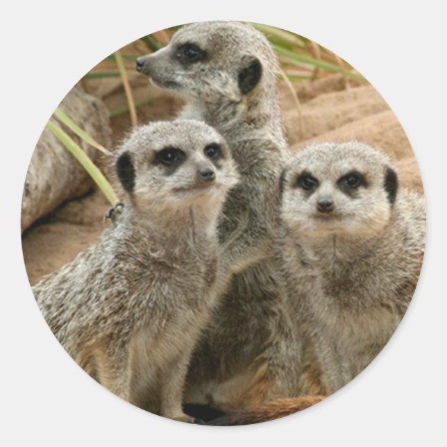 Meerkats auf der Suche Runder Aufkleber (Vorderseite)