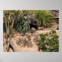 Meerkats in der natürlichen Lebenswelt