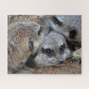 Meerkats Jigsaw Puzzle