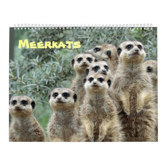 Meerkats Kalender (Titelbild)