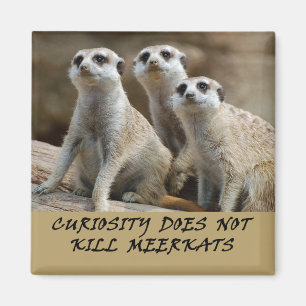 Meerkats Kühlschrankmagnet Magnet