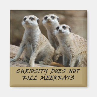 Meerkats Kühlschrankmagnet Magnet