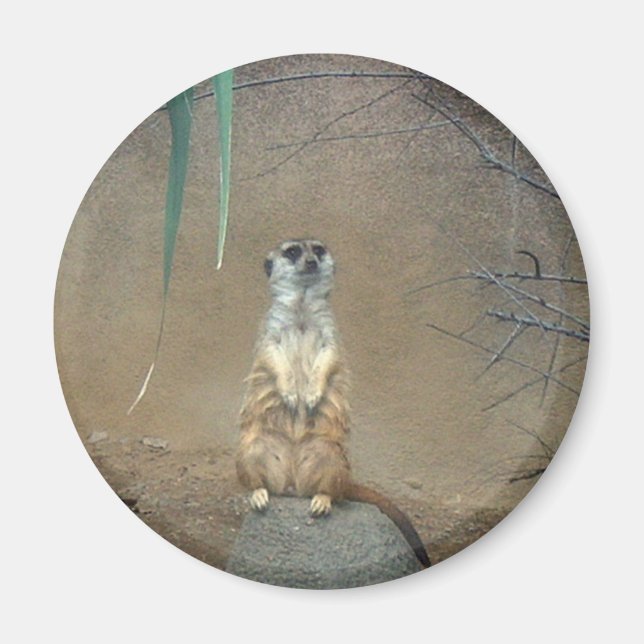 Meerkats Magnet (Vorne)