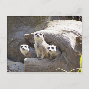 Meerkats Postkarte