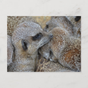 Meerkats Postkarte