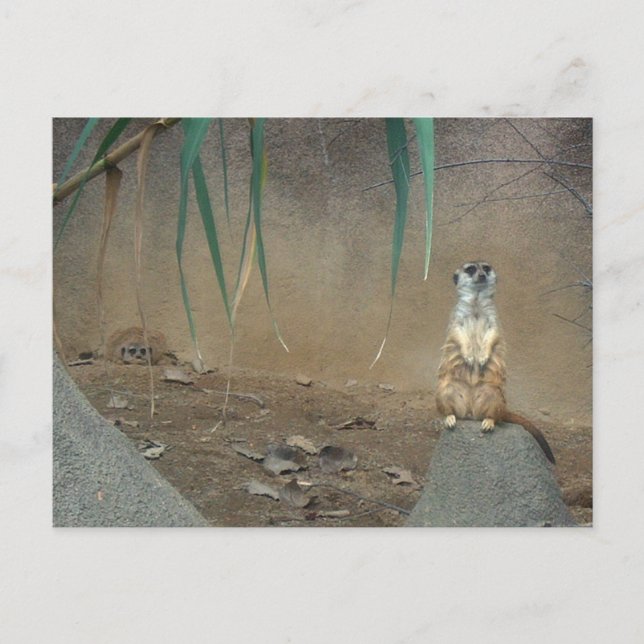 Meerkats Postkarte (Vorderseite)