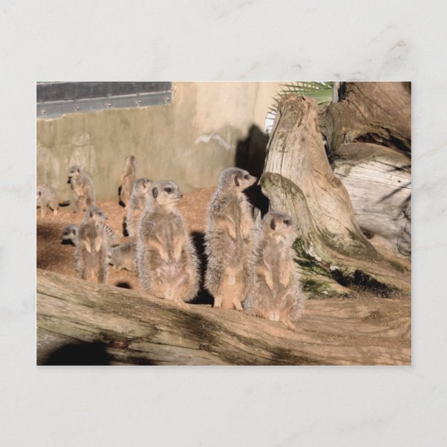 Meerkats Postkarte (Vorderseite)