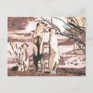 Meerkats Postkarte