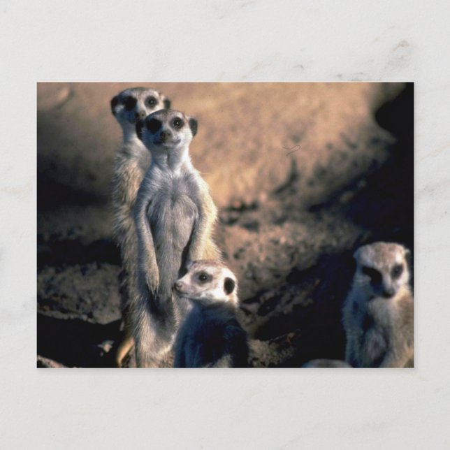 Meerkats Postkarte (Vorderseite)
