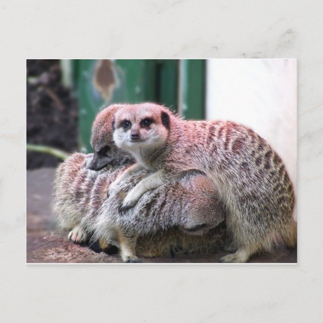 Meerkats Postkarte (Vorderseite)