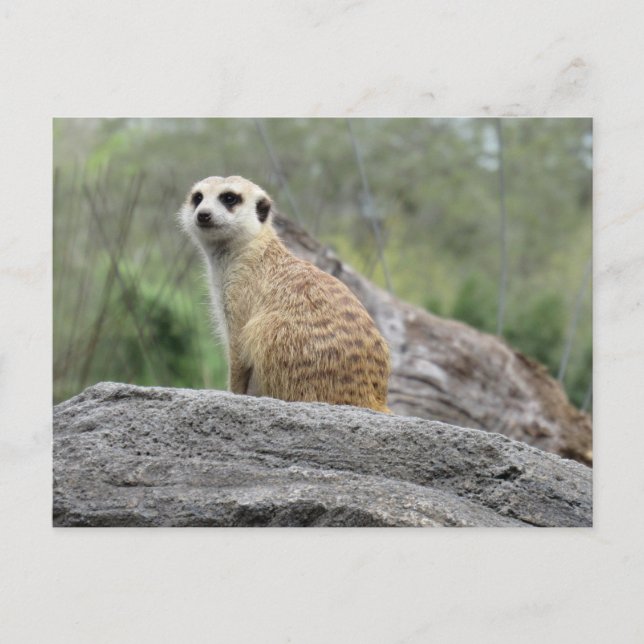Meerkcat (0447) Postkarte (Vorderseite)