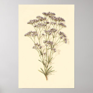 Meerlavendel-Botanik-Studie 12 × 18 Poster