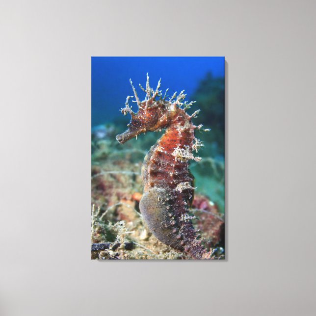 Meerpferd | Hippocampus Ramulosus Leinwanddruck (Vorderseite)