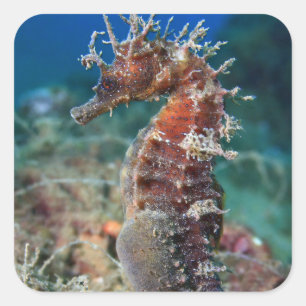 Meerpferd Hippocampus Ramulosus Quadratischer Aufkleber