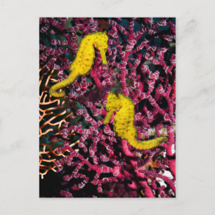 Meerpferd Hippocampus Taeniopterus Postkarte