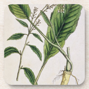 Meerrettich, überziehen 415 von "einem neugierige getränkeuntersetzer