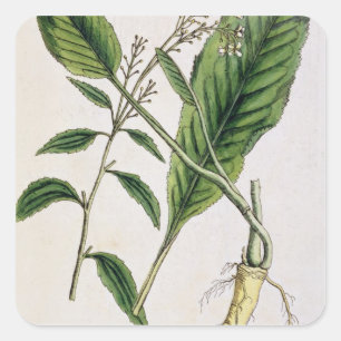 Meerrettich, überziehen 415 von "einem neugierigen quadratischer aufkleber