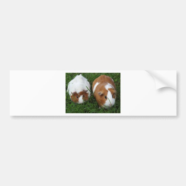 Meerschweinchen Autoaufkleber (Vorne)