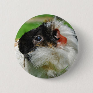 Meerschweinchen Chewie Button