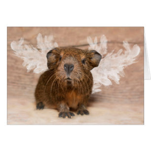 Meerschweinchen-Engel