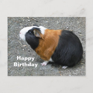 Meerschweinchen Foto Geburtstag Postkarte
