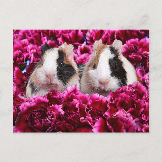 Meerschweinchen im Blumen-Bett Postkarte (Vorderseite)