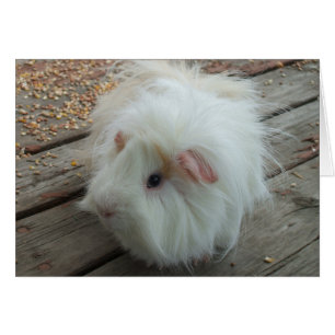 Meerschweinchen-Karte
