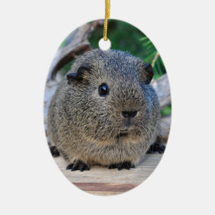 Meerschweinchen Keramik Ornament
