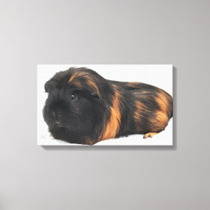 Meerschweinchen Leinwanddruck