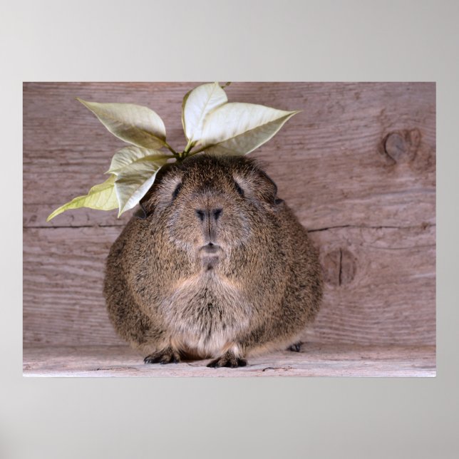 Meerschweinchen Poster (Vorne)