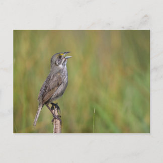 Meerschweinchen Postkarte