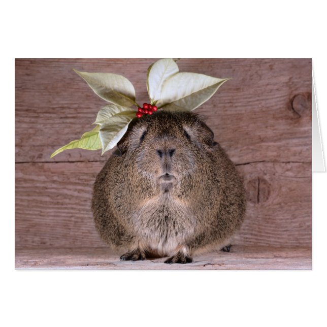 Meerschweinchen-Schatz (Vorderseite (Horizontal))