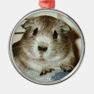Meerschweinchenweihnachtsverzierung Silbernes Ornament