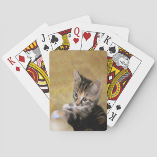 Meet Tiger Spielkarten