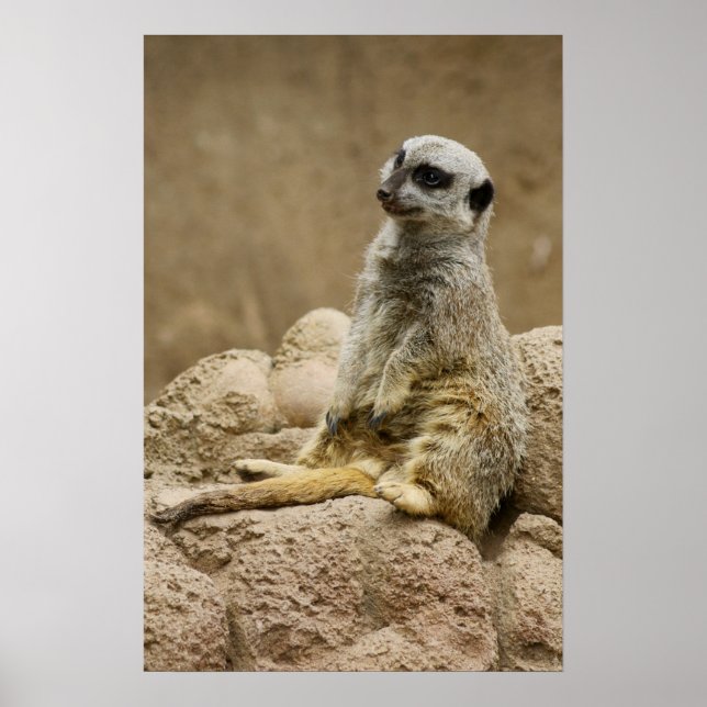 Meetkat Posterq Poster (Vorne)